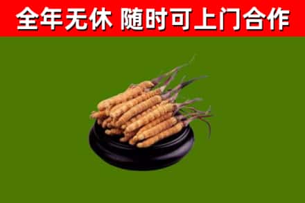 东乌珠穆沁旗回收冬虫夏草