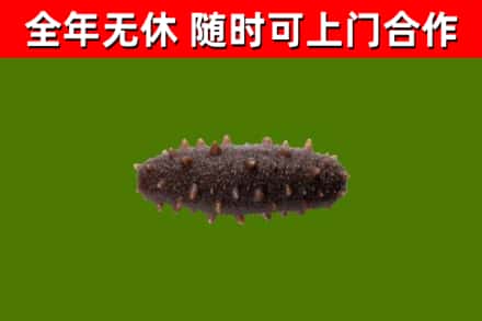 东乌珠穆沁旗回收海参干